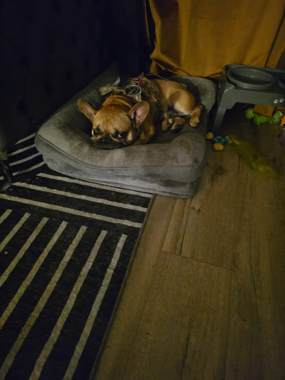 Black Mask Red Fawn French Bulldog image 2