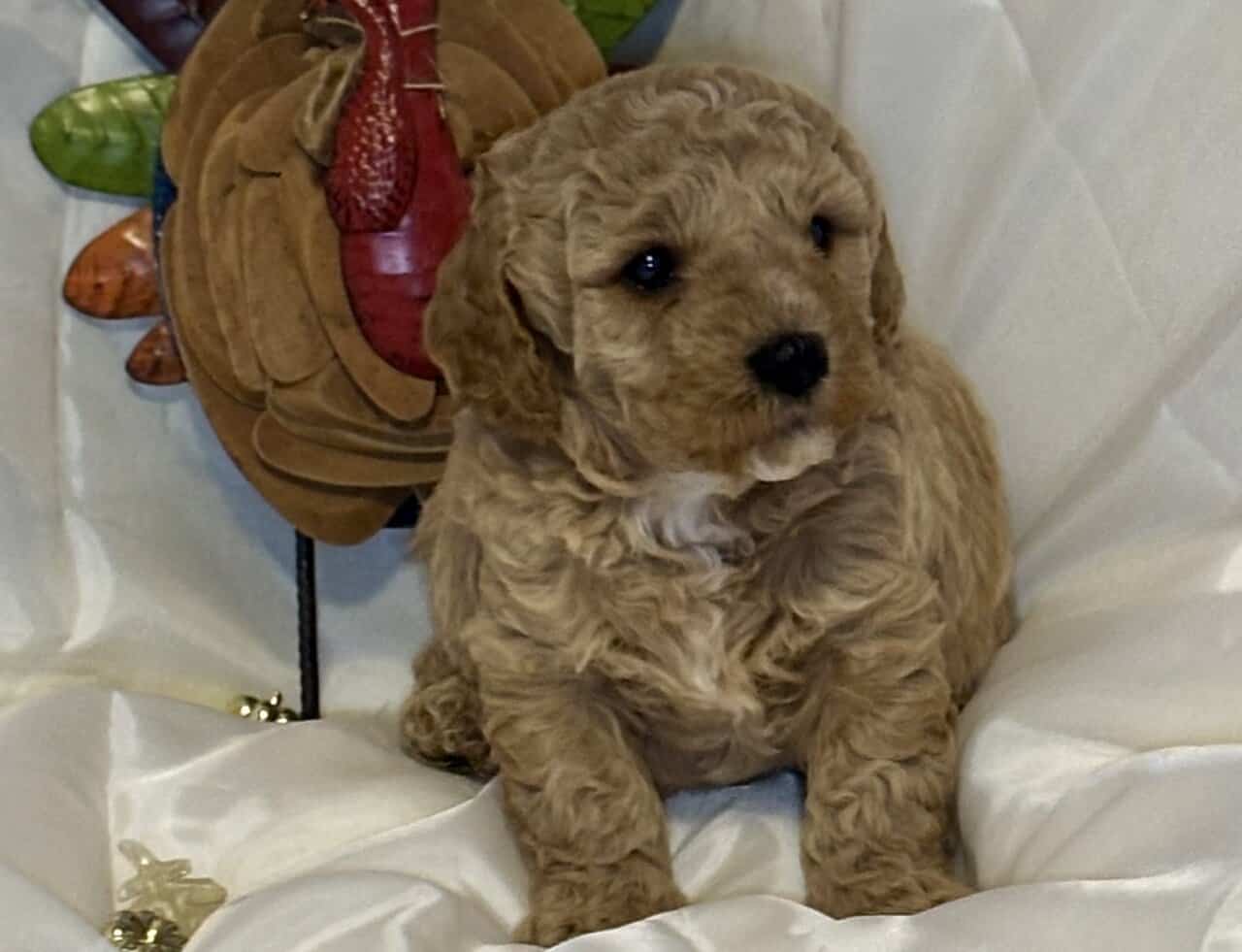 Mini Saint Berdoodle puppies image 5