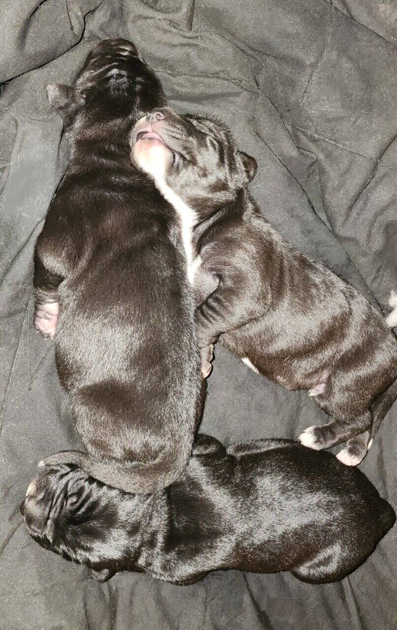 Great Dane Puppies image 5