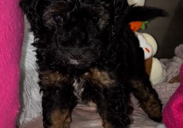 Cockapoo puppies need a home