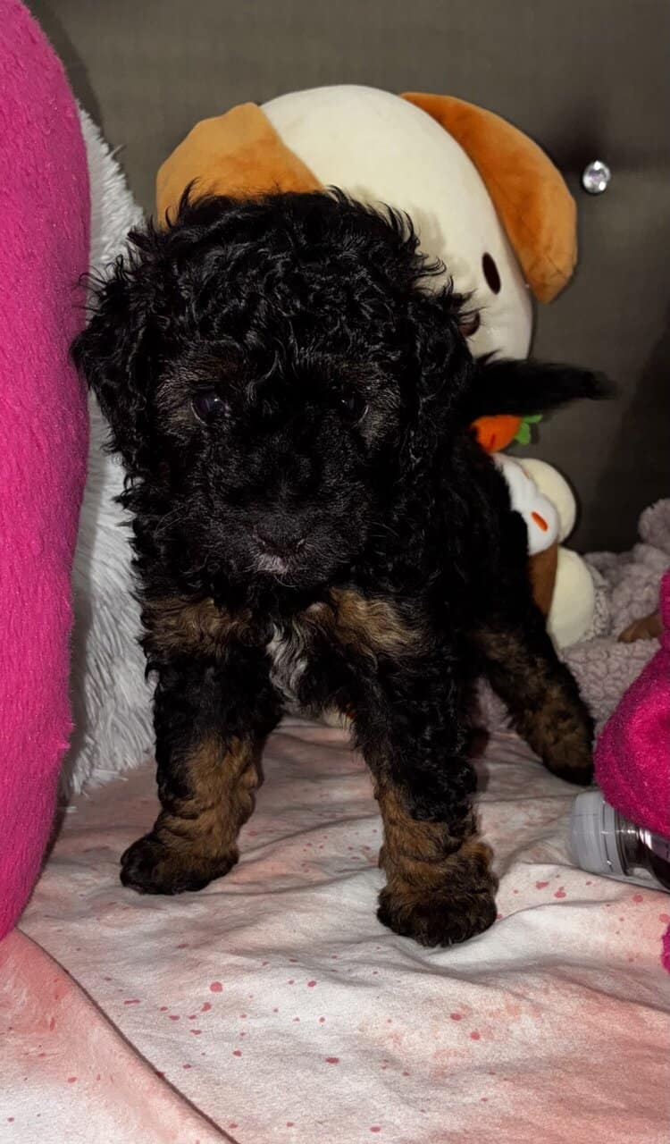 Cockapoo puppies need a home image 1
