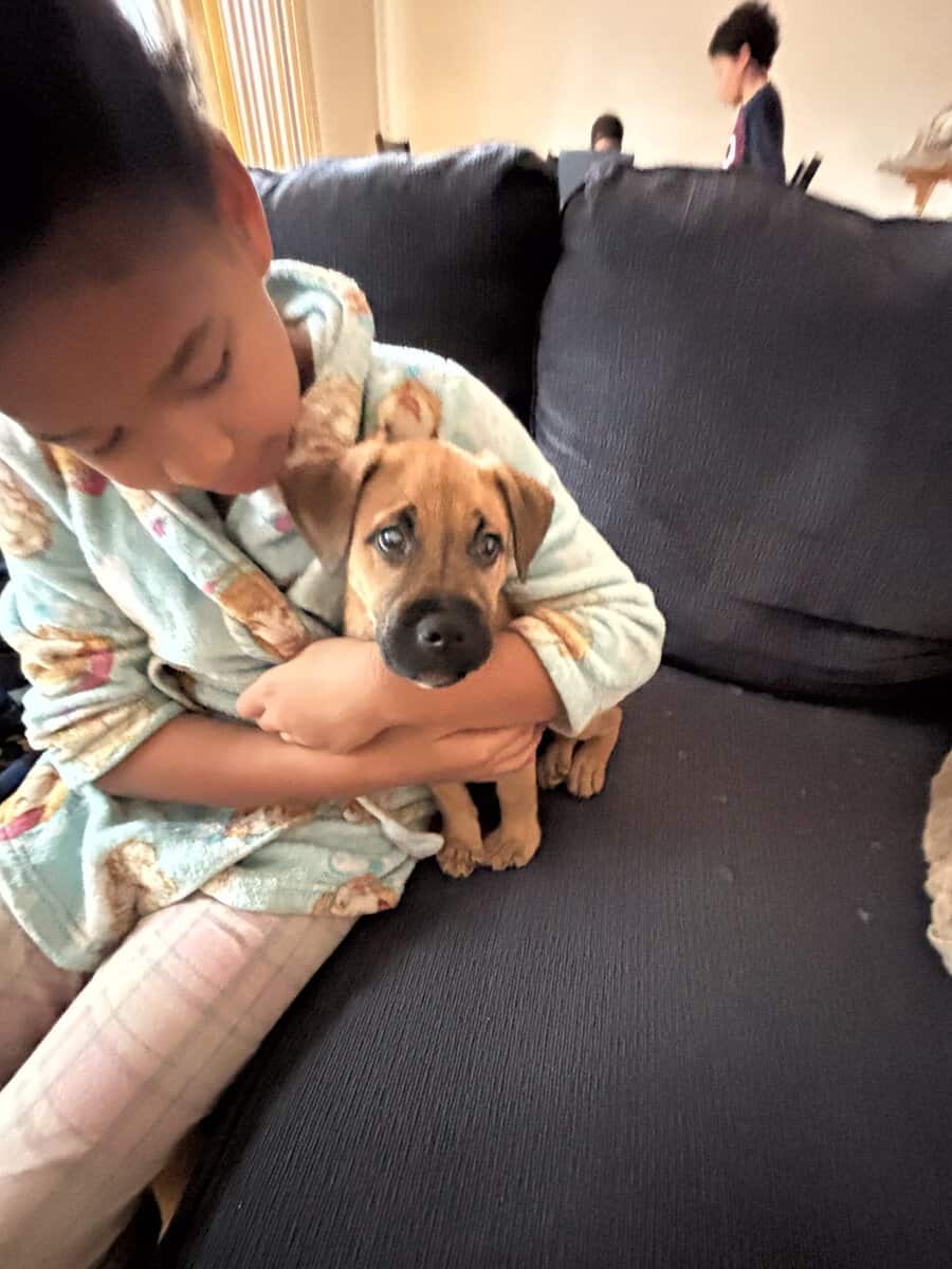 Female German/Lab Mix image 3