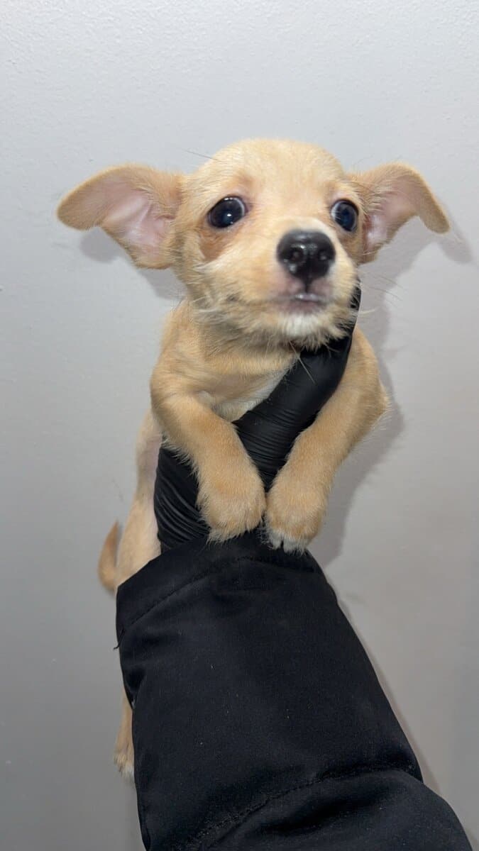 Pure breed chihuahua image 1