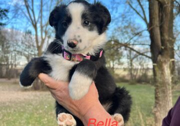 Mini Australian Shepherd