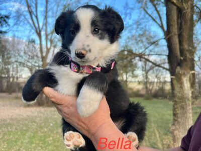 Mini Australian Shepherd