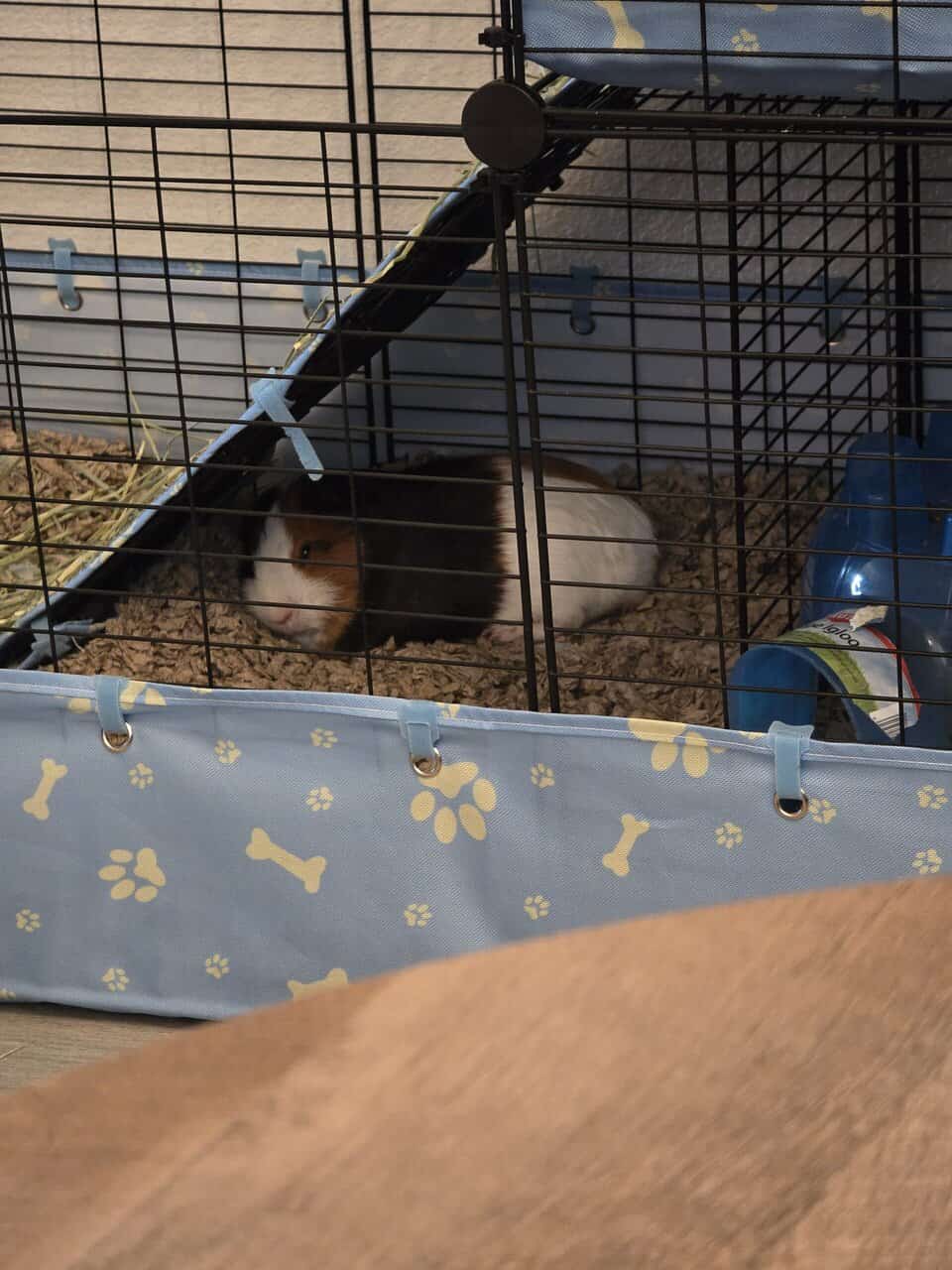Rehoming 2 guniea pigs image 4