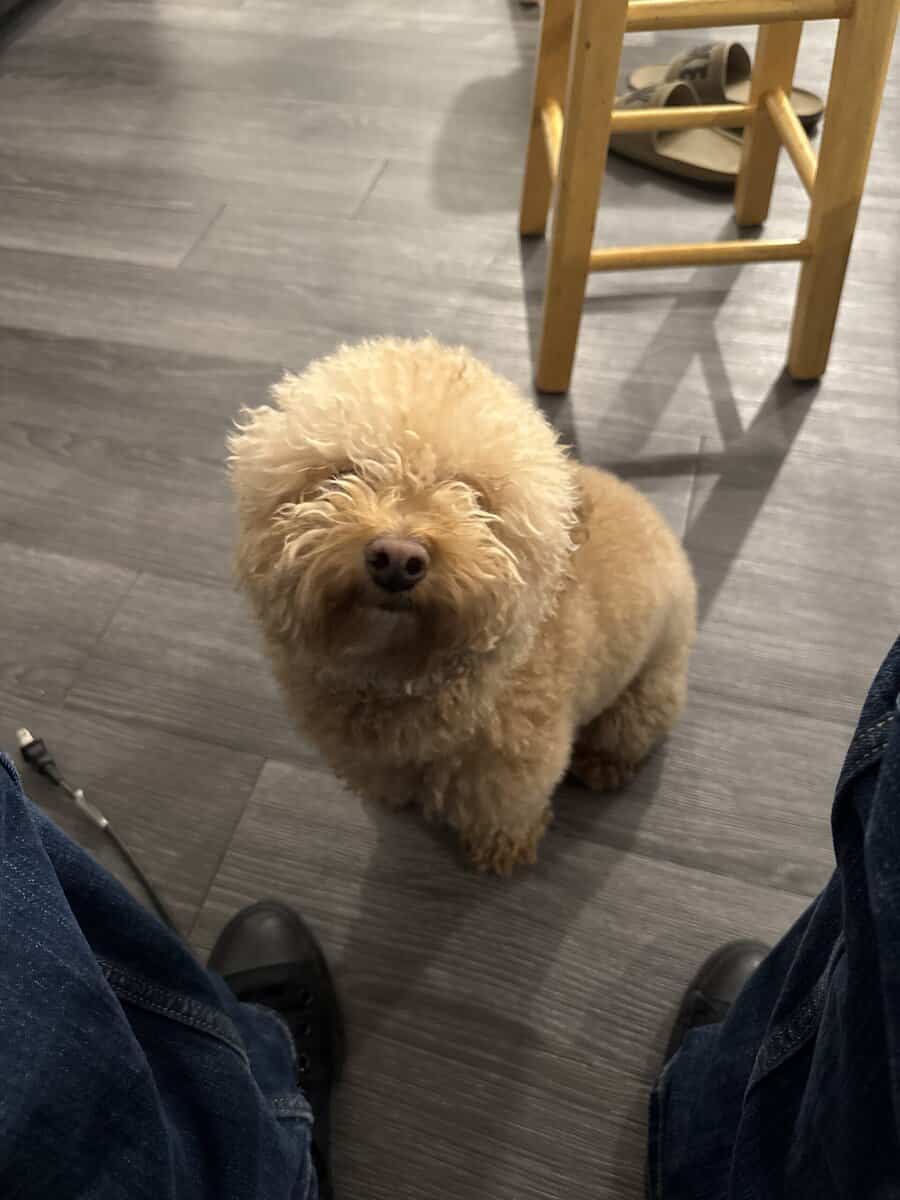 Toy poodle image 1
