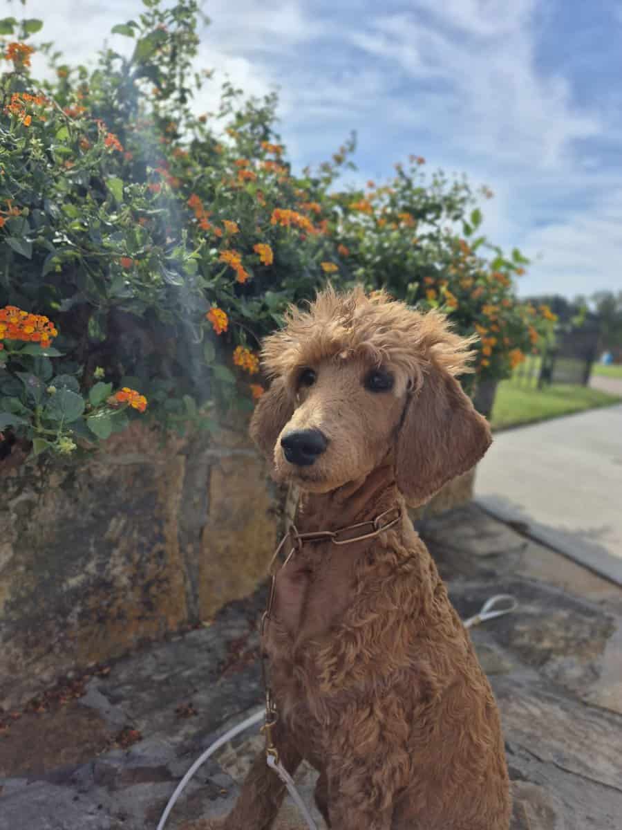 Female golden doodle image 1