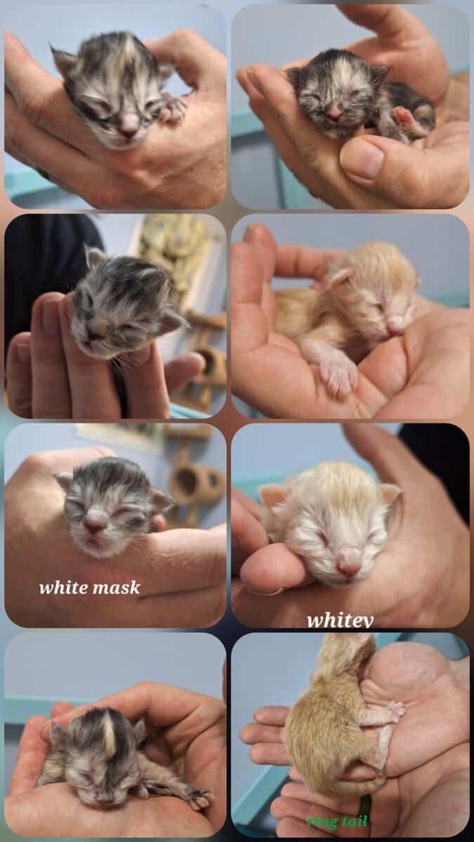 Maine coon kittens image 6