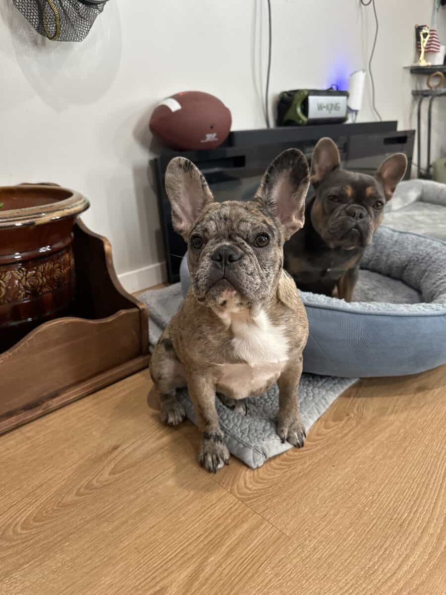 French Bulldog Puppy image 3
