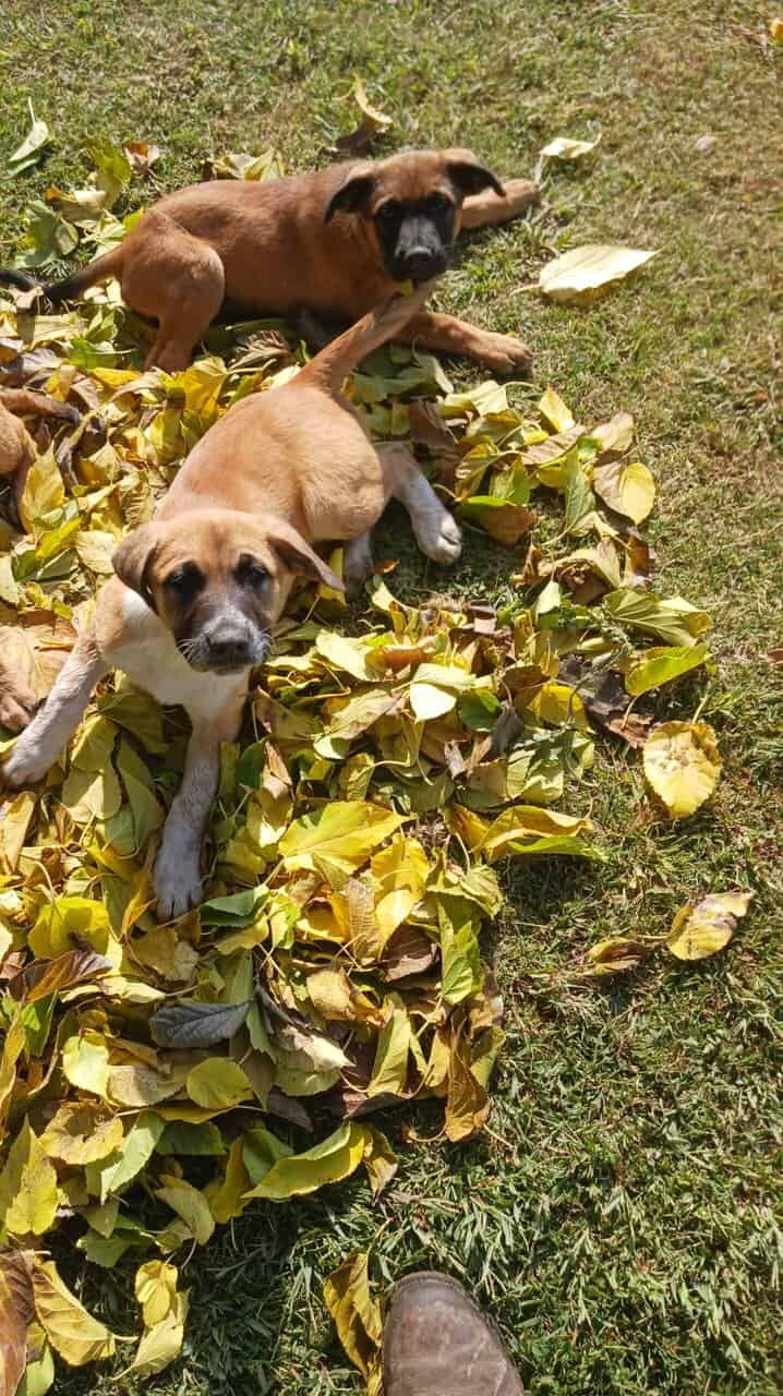 Puppies 14wks Healthy image 2