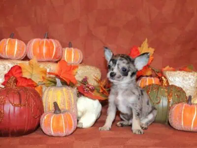 Lathrop – Very Petite Black Merle Ap  ...