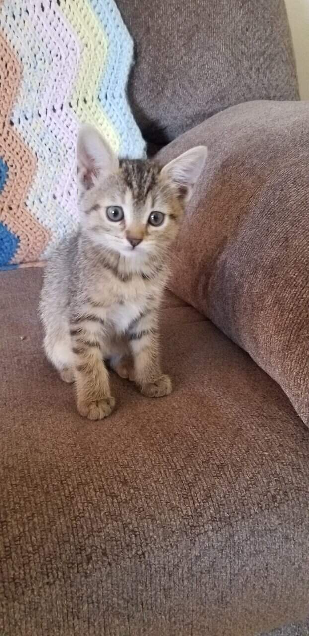 Kittens for sale! image 2