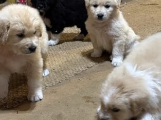 Loving, smart, gentle puppies