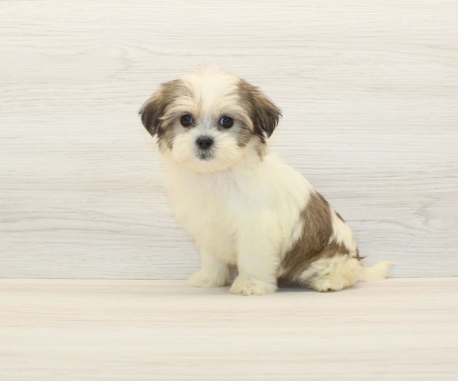 Shorkie Puppies For Sale image 10