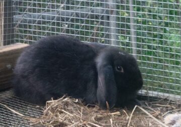 Rabbits for Re-homing