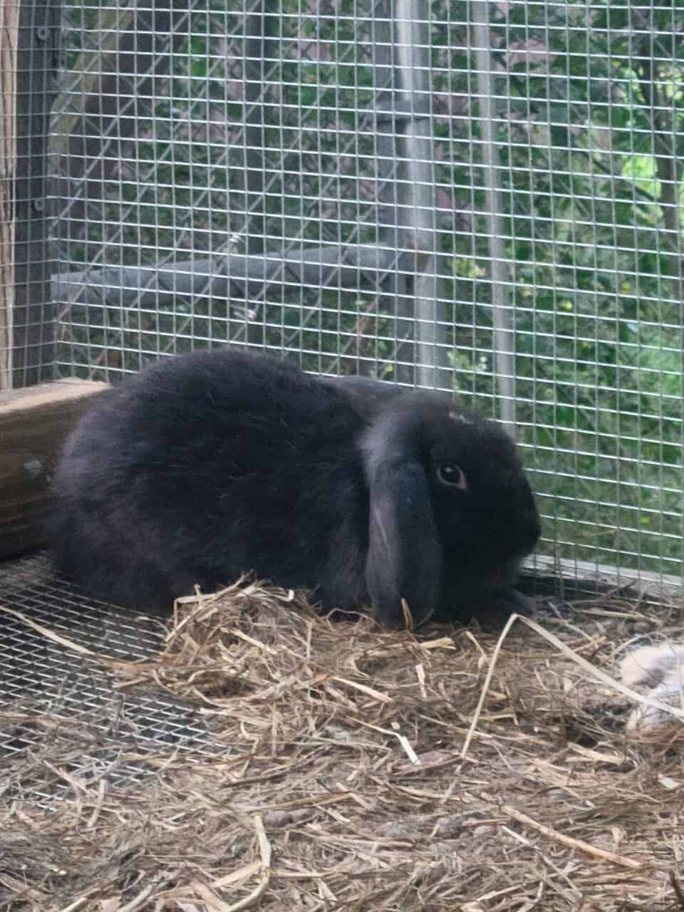 Rabbits for Re-homing image 1