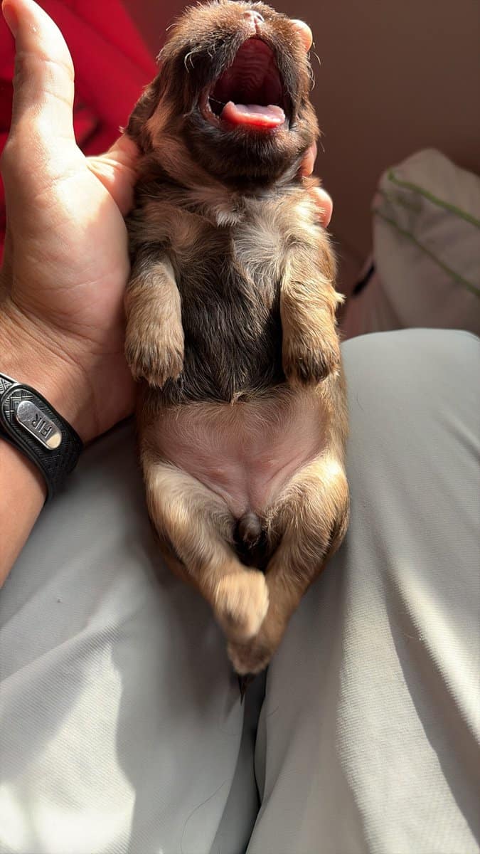 Pure shih tzu micro only one male available image 2