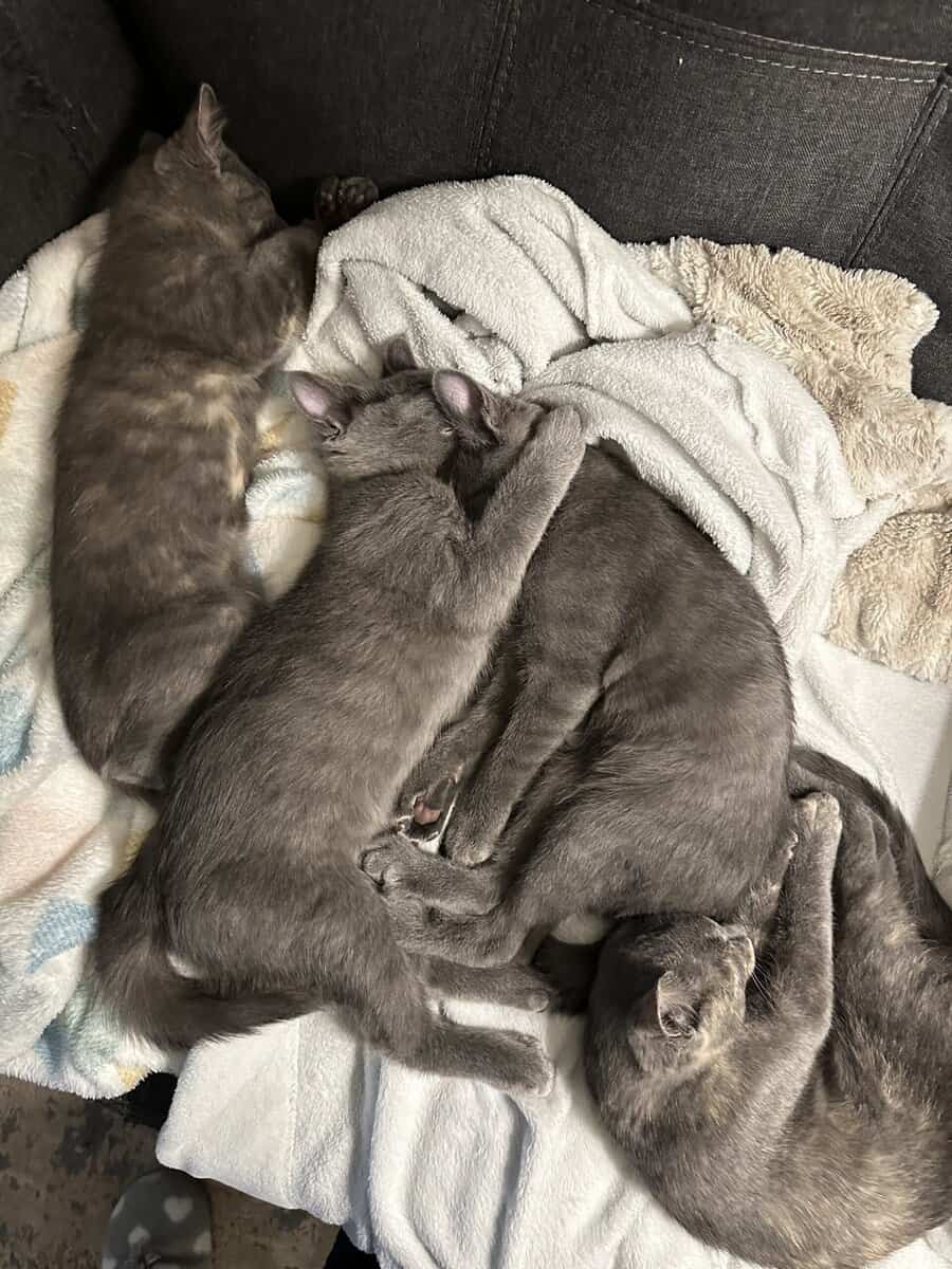 Kittens need a home image 5