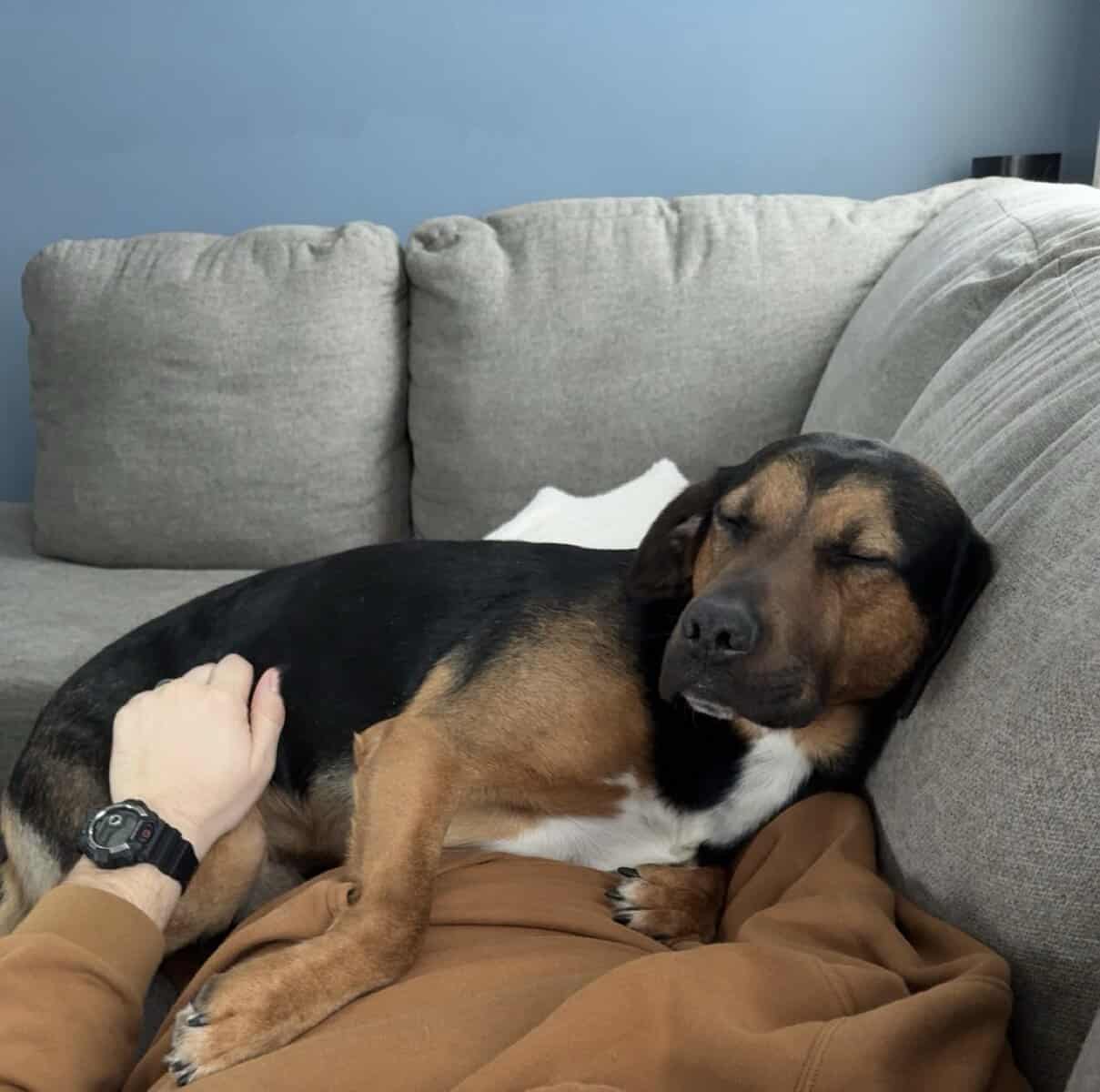 2 male mixed breeds for free image 10