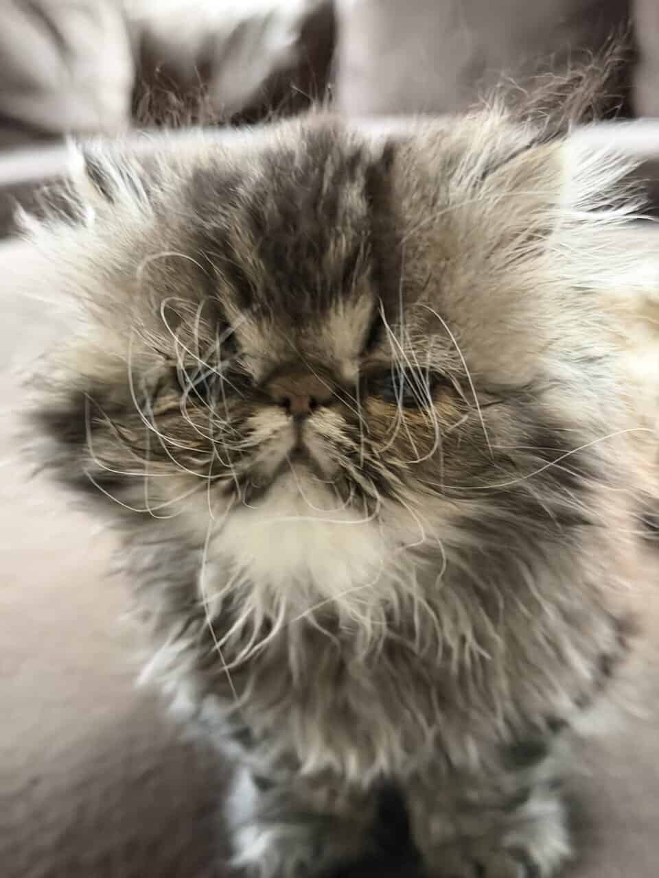 CFA purebread brown tabby persian-Female image 1