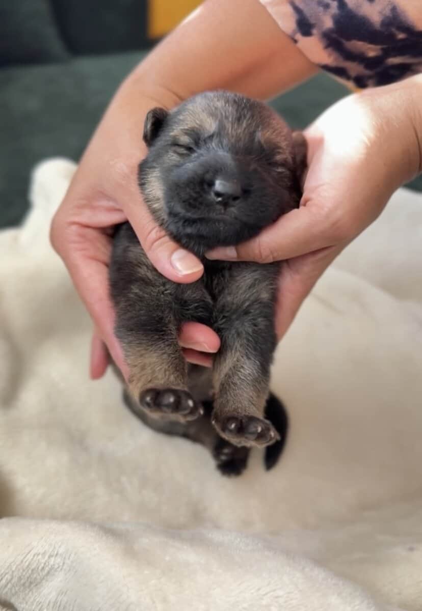 AKC Registered, Top Pedigree, Working GSD Puppies image 6