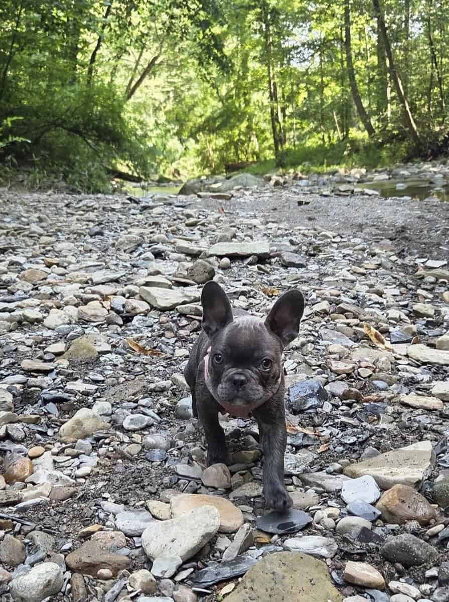French Bulldog image 3