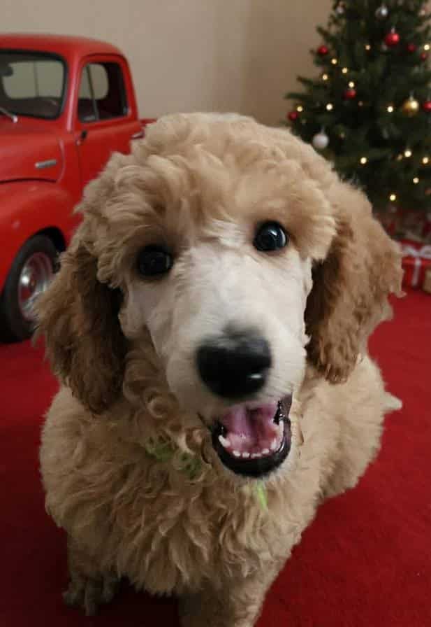 AKC STANDARD POODLE image 1