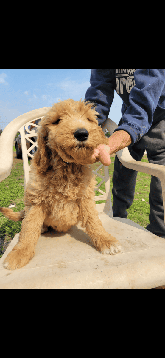 Goldendoodle 4 mo puppy image 2