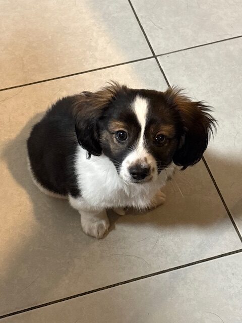 Sweet Baby Boy Looking for a forever home image 2