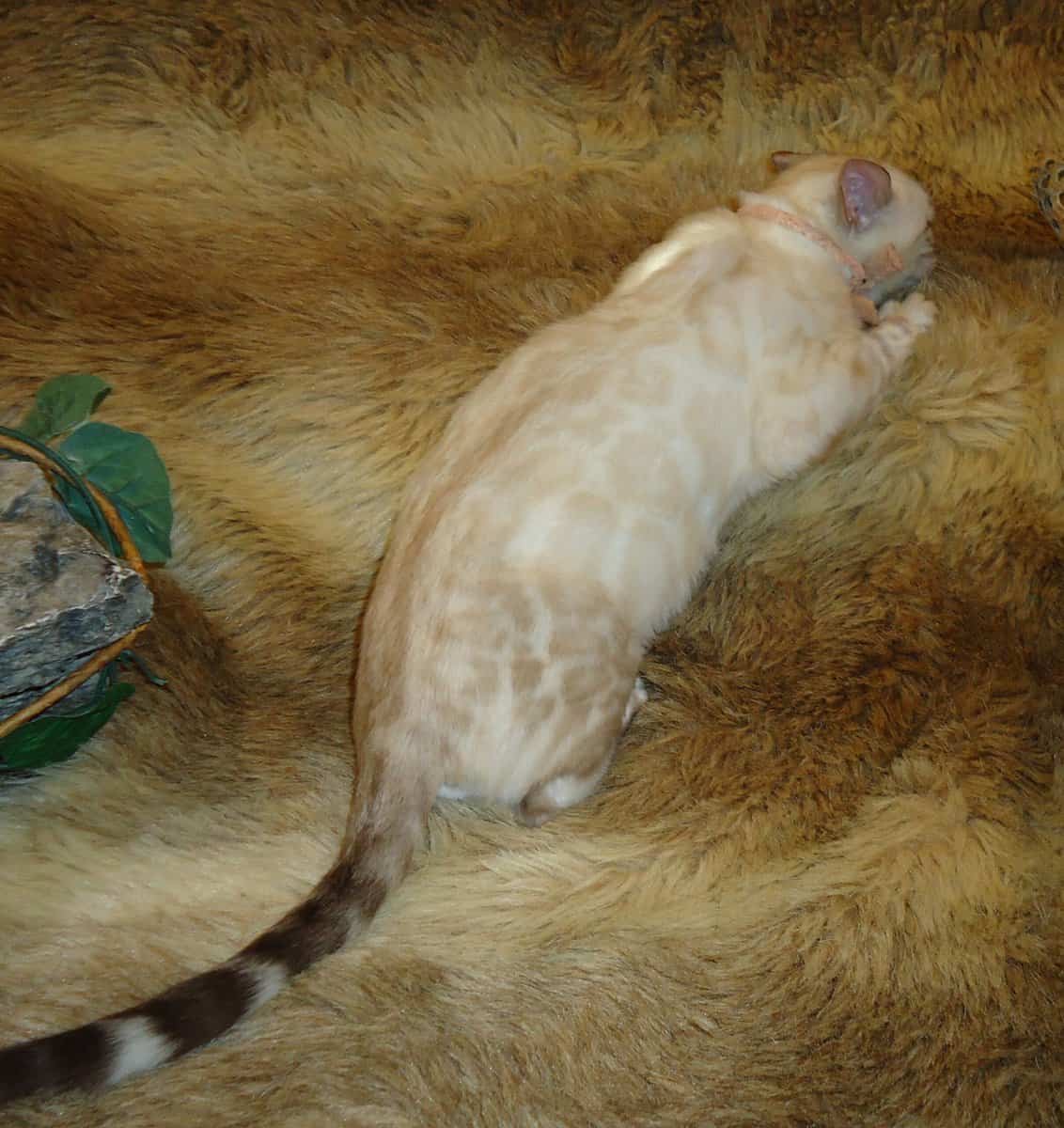 Female Bengal Kitten- Silver Snow Lynx image 2