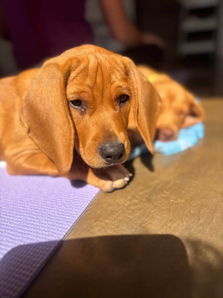 4 month old beagle mix image 1
