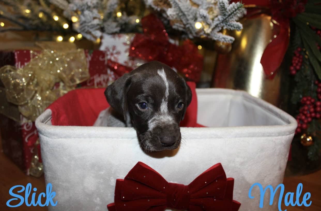 GERMAN SHORTHAIR POINTERS FOR SALE LITTER OF 10 image 6