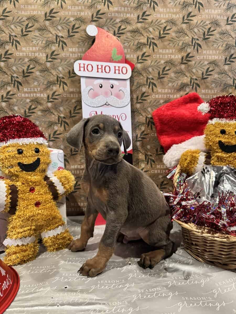 Doberman puppies image 5
