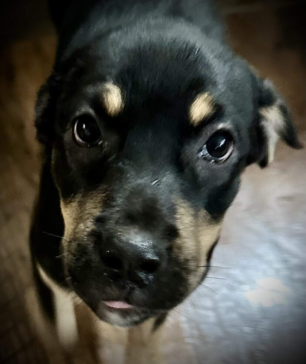 Cane Corso- Rottie Puppies image 4
