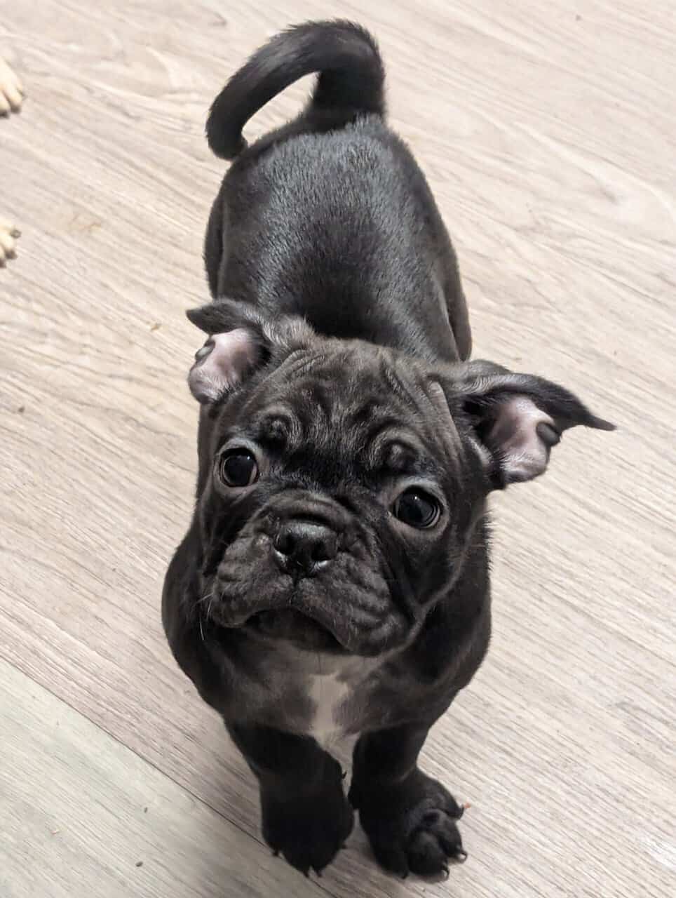 Adorable Frugs image 3