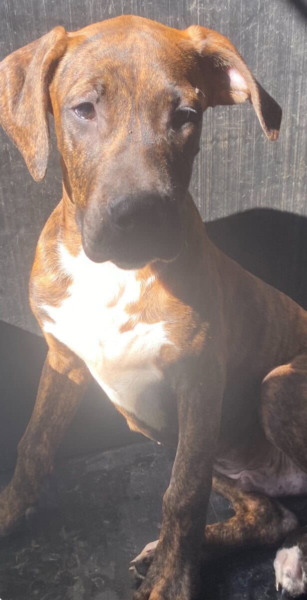 Mastiff black and brindle coat puppy image 5