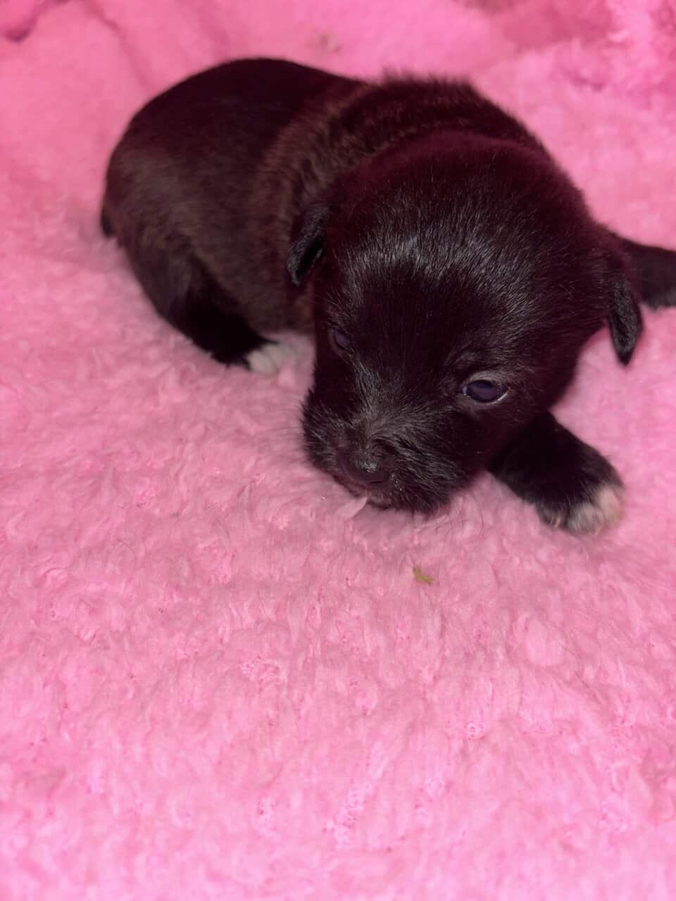 Legend patterdale terrier mix image 3