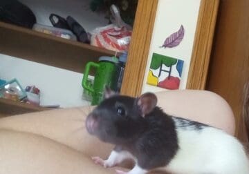 Female Rats For Sale
