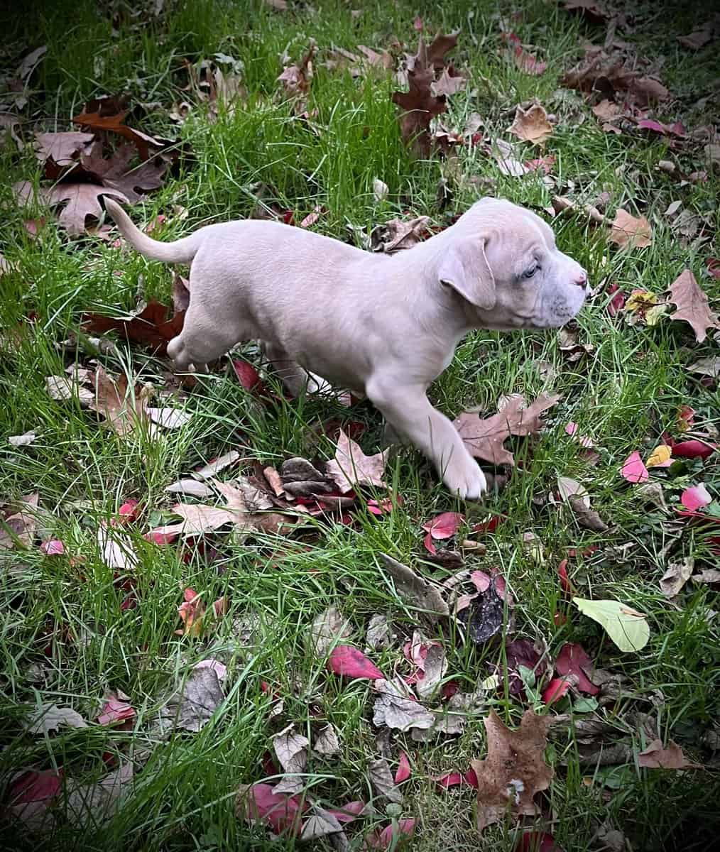 Princess (Champion Bloodline) image 2