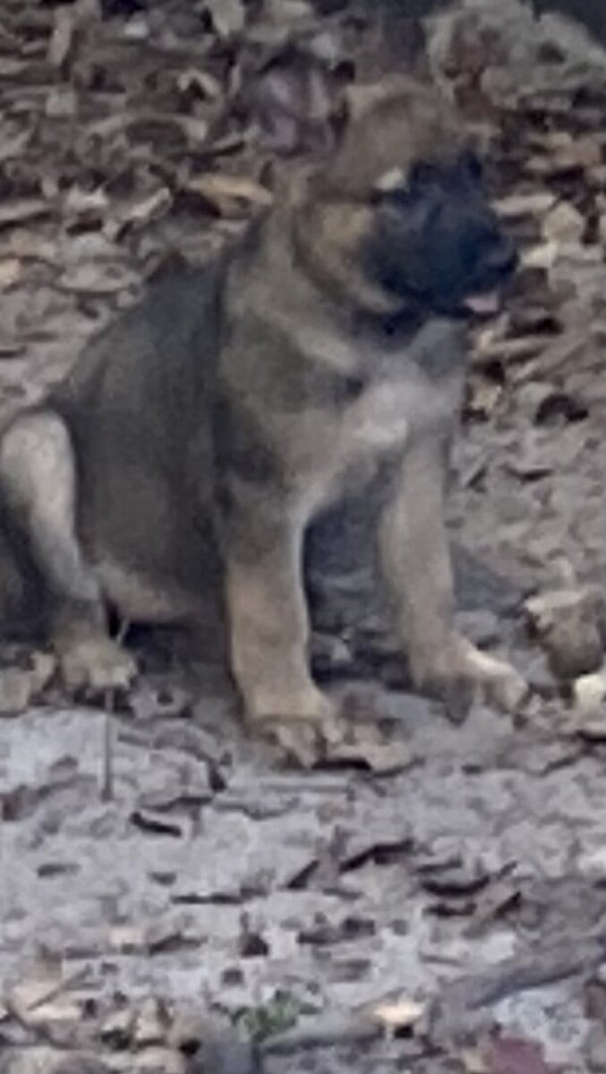 GSD Christmas puppies! image 6
