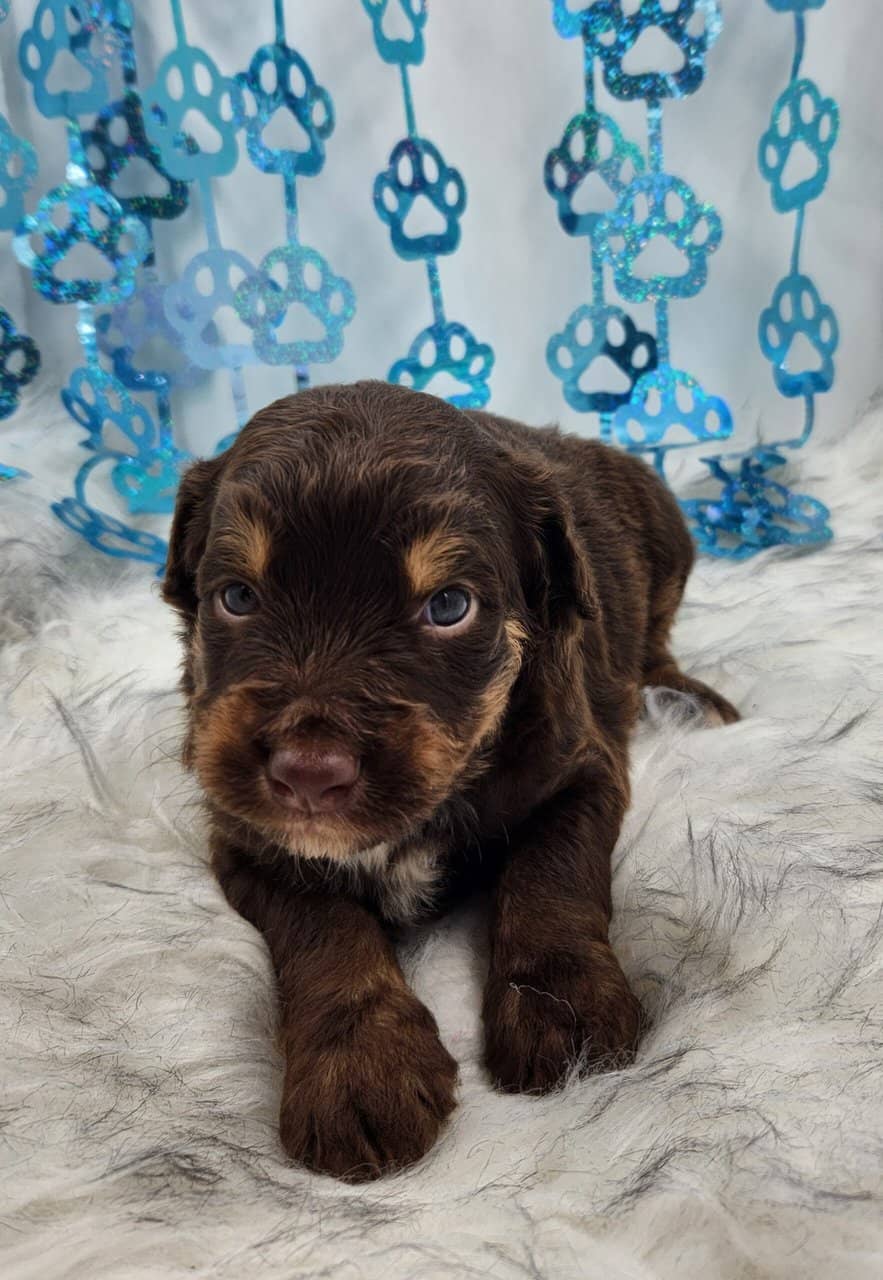 6 Mini Aussidoodles image 3