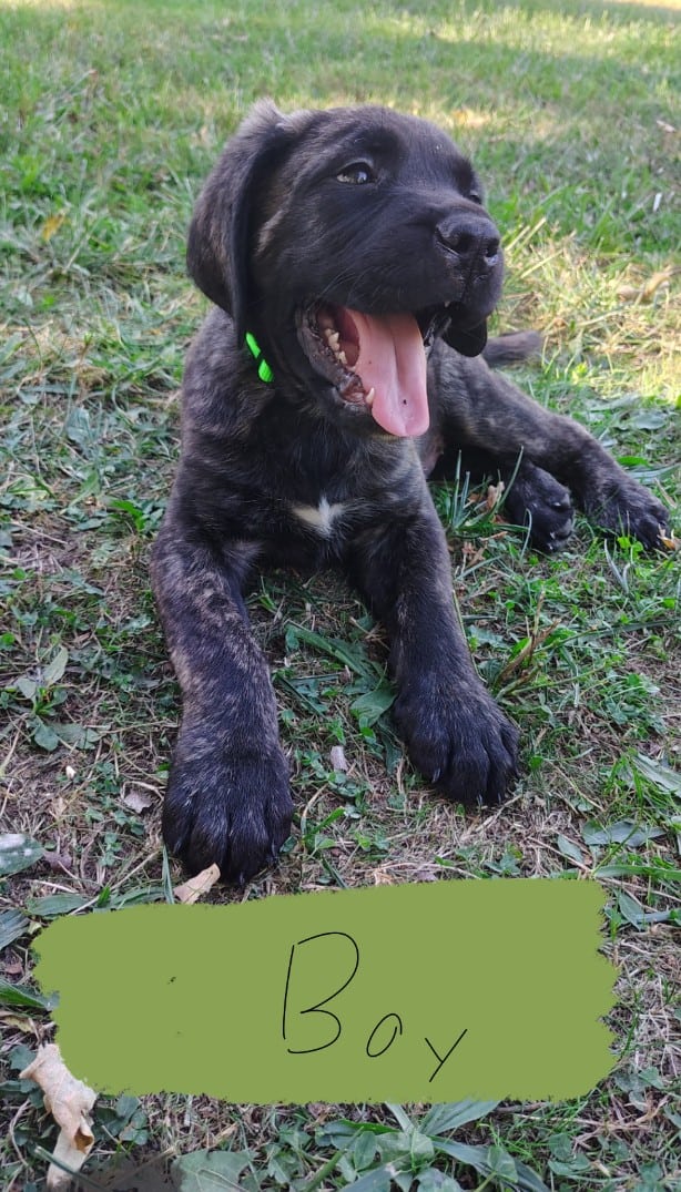 Pure bread English mastiff puppies image 1