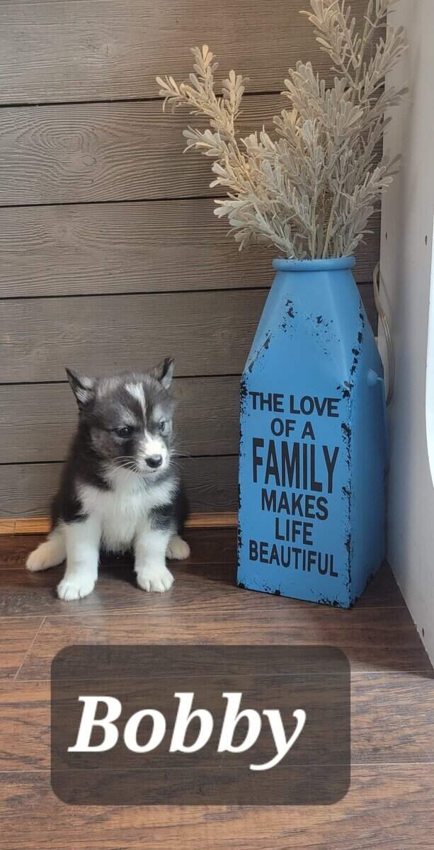 Samusky (siberian somoyed) image 3