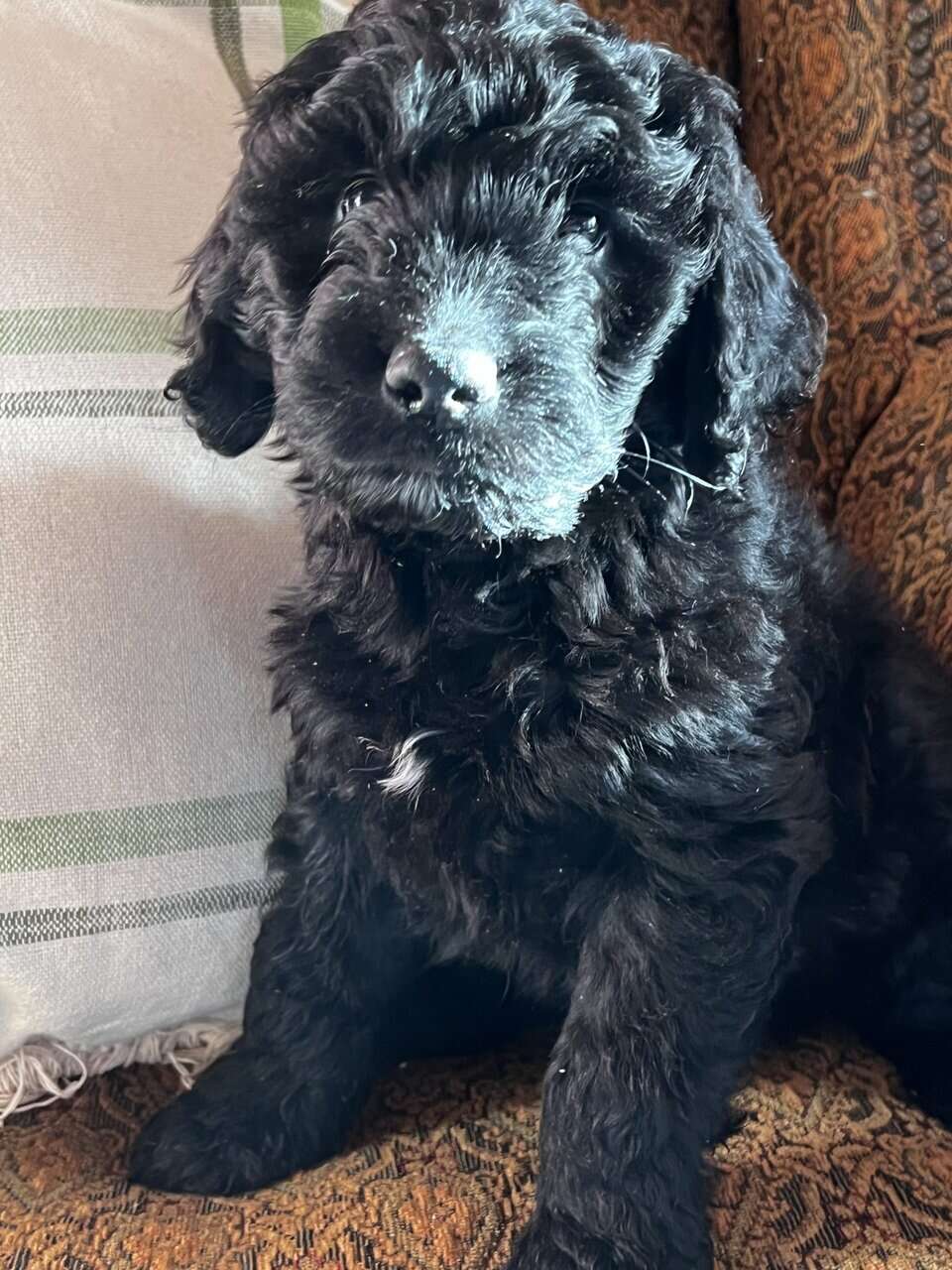 Goldendoodles Puppies for Adoption - 8 weeks old image 3