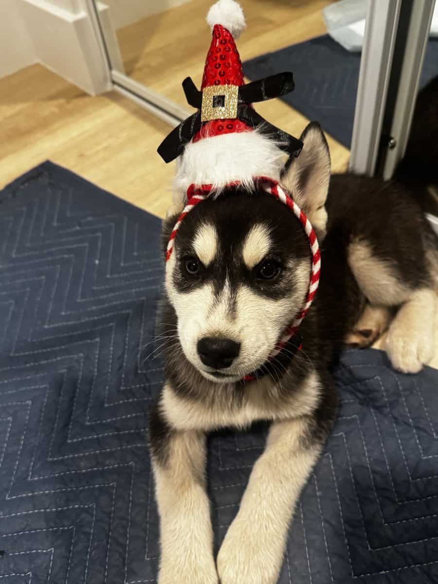 2 Full Breed Husky pups image 6