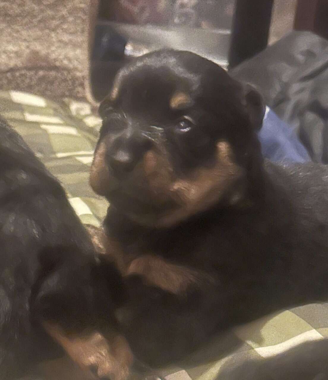Rottweilers for rehoming image 1