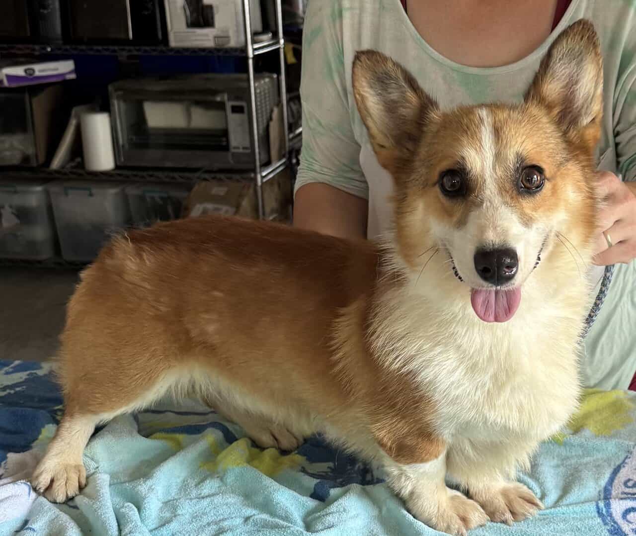 2 yr. Pembroke Welsh Corgi image 6