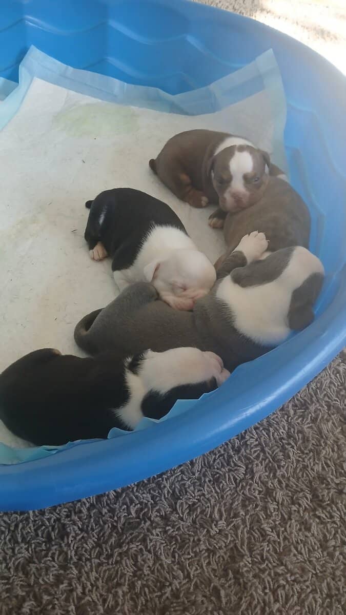 Christmas Puppies image 3