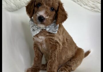 Linus Thanksgiving/Christmas puppy!